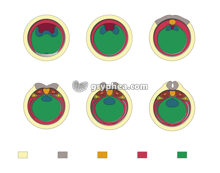Etapes de la neurulation chez les Batraciens - infographie - gryphea.org